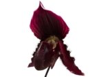 In Spike Paphiopedilum fairrieanum × Shunan Pride (3.5" pot)