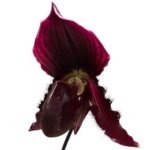 In Spike Paphiopedilum fairrieanum × Shunan Pride (3.5" pot)