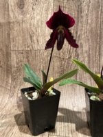 In Spike Paphiopedilum fairrieanum × Shunan Pride (3.5" pot) - Image 6