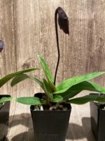 In Spike Paphiopedilum fairrieanum × Shunan Pride (3.5" pot) - Image 7