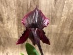 In Spike Paphiopedilum fairrieanum × Shunan Pride (3.5" pot) - Image 5