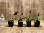 In Spike Paphiopedilum fairrieanum × Shunan Pride (3.5" pot) - Image 11