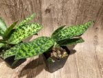 Paphiopedilum Calico Kitty x superbiens v. curtsii (3.5” pot) - Image 7