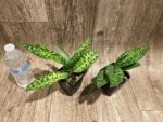 Paphiopedilum Calico Kitty x superbiens v. curtsii (3.5” pot) - Image 5