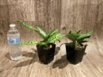 Paphiopedilum Calico Kitty x superbiens v. curtsii (3.5” pot) - Image 6