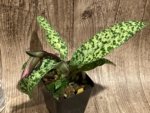 In Spike Paphiopedilum Calico Kitty x superbiens v. curtsii (3.5” pot) - Image 5