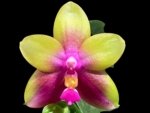 In Bloom Phalaenopsis Yaphon Yellow Queen (2.5” Pot)