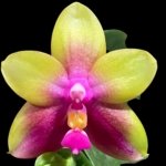 In Bloom Phalaenopsis Yaphon Yellow Queen (2.5” Pot)