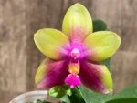 In Bloom Phalaenopsis Yaphon Yellow Queen (2.5” Pot) - Image 4