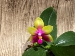 In Bloom Phalaenopsis Yaphon Yellow Queen (2.5” Pot) - Image 3