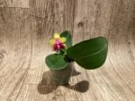 In Bloom Phalaenopsis Yaphon Yellow Queen (2.5” Pot) - Image 6