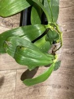 In Spikes Fragrant Phalaenopsis Aillao Princess Gerb (2.5” Pot) - Image 6