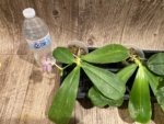 In Spikes Fragrant Phalaenopsis Aillao Princess Gerb (2.5” Pot) - Image 7