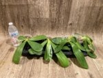 In Spikes Fragrant Phalaenopsis Aillao Princess Gerb (2.5” Pot) - Image 8