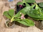 In Spikes Fragrant Phalaenopsis Aillao Princess Gerb (2.5” Pot) - Image 9