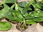 In Spikes Fragrant Phalaenopsis Aillao Princess Gerb (2.5” Pot) - Image 10