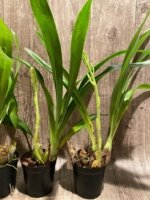 In Spike Large Plants Grammatocymbidium Memoria Nathan Newman (5” Pot) - Image 9