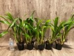 In Spike Large Plants Grammatocymbidium Memoria Nathan Newman (5” Pot) - Image 6