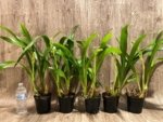 In Spike Large Plants Grammatocymbidium Memoria Nathan Newman (5” Pot) - Image 5