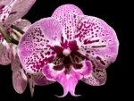 In Spike Phalaenopsis Lost Tag (4" Pot)