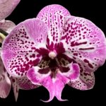 In Spike Phalaenopsis Lost Tag (4" Pot)