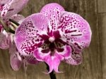 In Spike Phalaenopsis Lost Tag (4" Pot) - Image 2