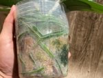 In Spike Phalaenopsis Lost Tag (4" Pot) - Image 9