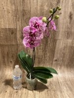 In Spike Phalaenopsis Lost Tag (4" Pot) - Image 6