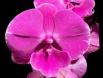 In Spikes Phalaenopsis Miki Chilli ‘Splash’ Large Flowers (4.5" pot)