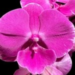 In Spikes Phalaenopsis Miki Chilli ‘Splash’ Large Flowers (4.5" pot)