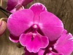 In Spikes Phalaenopsis Miki Chilli ‘Splash’ Large Flowers (4.5" pot) - Image 3