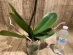 In Spikes Phalaenopsis Miki Chilli ‘Splash’ Large Flowers (4.5" pot) - Image 9