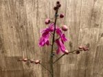 In Spikes Phalaenopsis Miki Chilli ‘Splash’ Large Flowers (4.5" pot) - Image 8