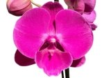 In Spike Phalaenopsis Miki Chilli Large Flowers (4.5" pot) - Image 2