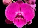 In Spike Phalaenopsis Miki Chilli Large Flowers (4.5" pot)