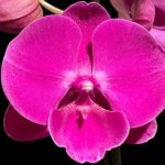 In Spike Phalaenopsis Miki Chilli Large Flowers (4.5" pot)
