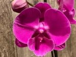In Spike Phalaenopsis Miki Chilli Large Flowers (4.5" pot) - Image 4