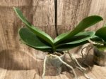 In Spike Phalaenopsis Miki Chilli Large Flowers (4.5" pot) - Image 9