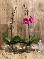 In Spike Phalaenopsis Miki Chilli Large Flowers (4.5" pot) - Image 5