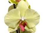 Double Spikes Phalaenopsis Fuller’s Sunset OX (4.5" pot) - Image 3