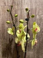 Double Spikes Phalaenopsis Fuller’s Sunset OX (4.5" pot) - Image 6