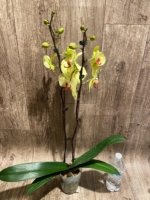 Double Spikes Phalaenopsis Fuller’s Sunset OX (4.5" pot) - Image 7