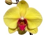 In Spike Phalaenopsis I-Hsin Sun Pie (4.5" pot) - Image 2