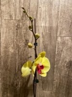 In Spike Phalaenopsis I-Hsin Sun Pie (4.5" pot) - Image 4