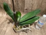 In Spike Phalaenopsis I-Hsin Sun Pie (4.5" pot) - Image 7
