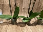Double Spikes Phalaenopsis Red Sun (3” Pot) - Image 10