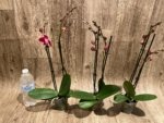 Double Spikes Phalaenopsis Red Sun (3” Pot) - Image 5