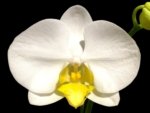 Double Spikes Phalaenopsis OX Royal Yellow (4.5" pot)