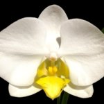 Double Spikes Phalaenopsis OX Royal Yellow (4.5" pot)