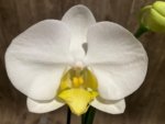 Double Spikes Phalaenopsis OX Royal Yellow (4.5" pot) - Image 3